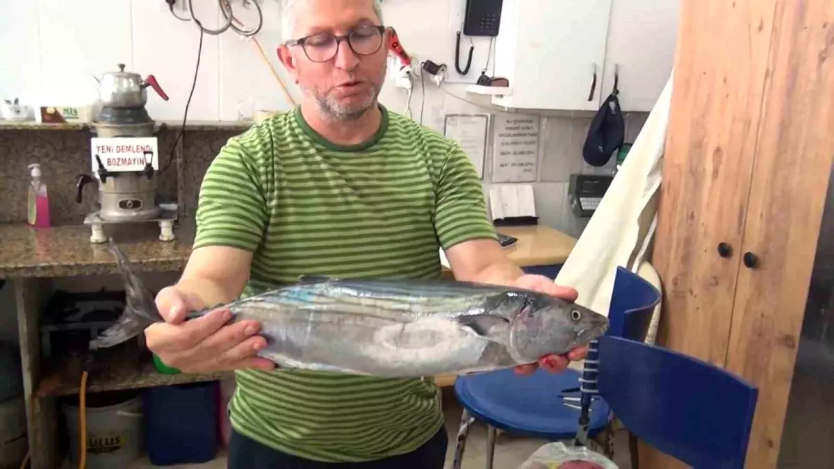 Sinop'ta Amatör Balıkçılardan Yüksek Fiyatlı Torik Avı