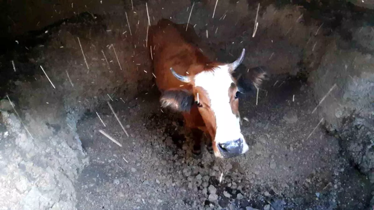 Mudurnu&apos;da Boş Su Kuyusuna Düşen İnek Kurtarıldı