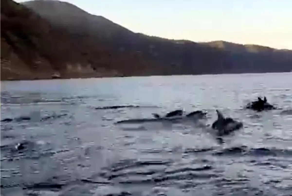 Şarköy'de Balıkçılara Yunuslar Eşlik Etti