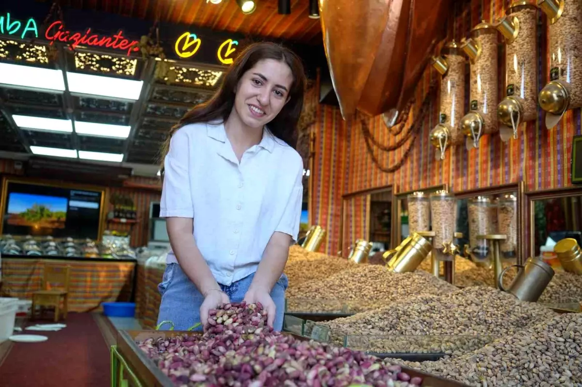 Gaziantep&apos;te Antep Fıstığı Hasadı Başladı, Fiyatlar Rekor Seviyelerde
