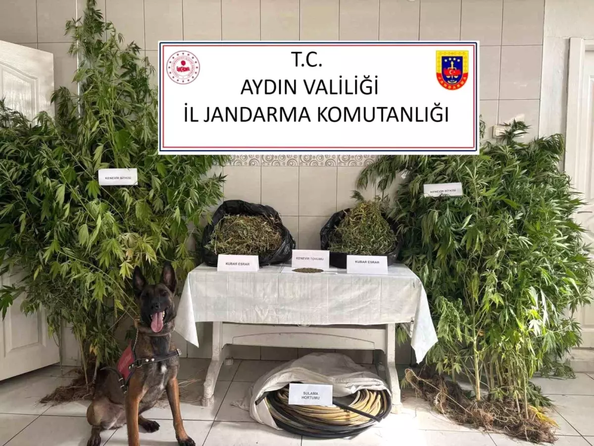 Aydın'da Uyuşturucu Operasyonu: 5340 Gram Uyuşturucu Ele Geçirildi