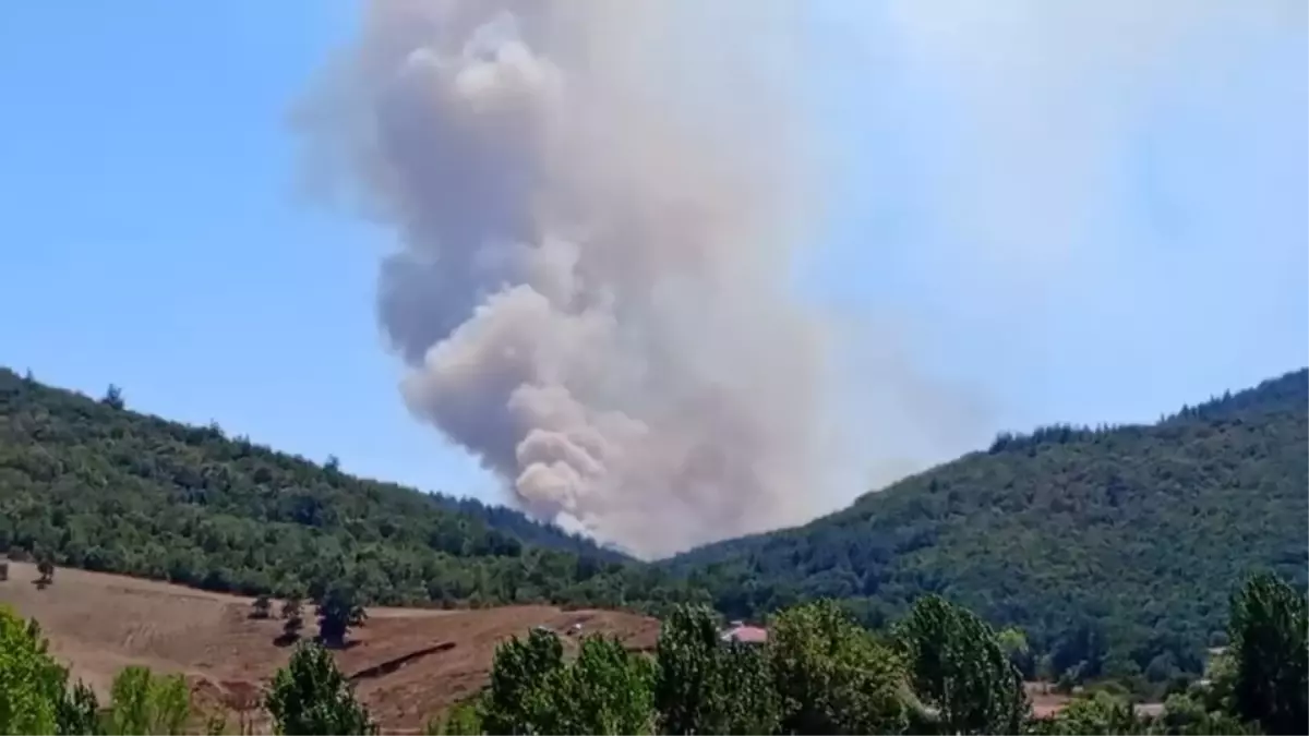 Bursa'nın Yenişehir ilçesinde orman yangını