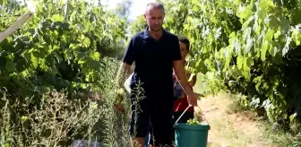 Dekar başına 1,5 ton verim bekleniyor! Kilosu 150 lira
