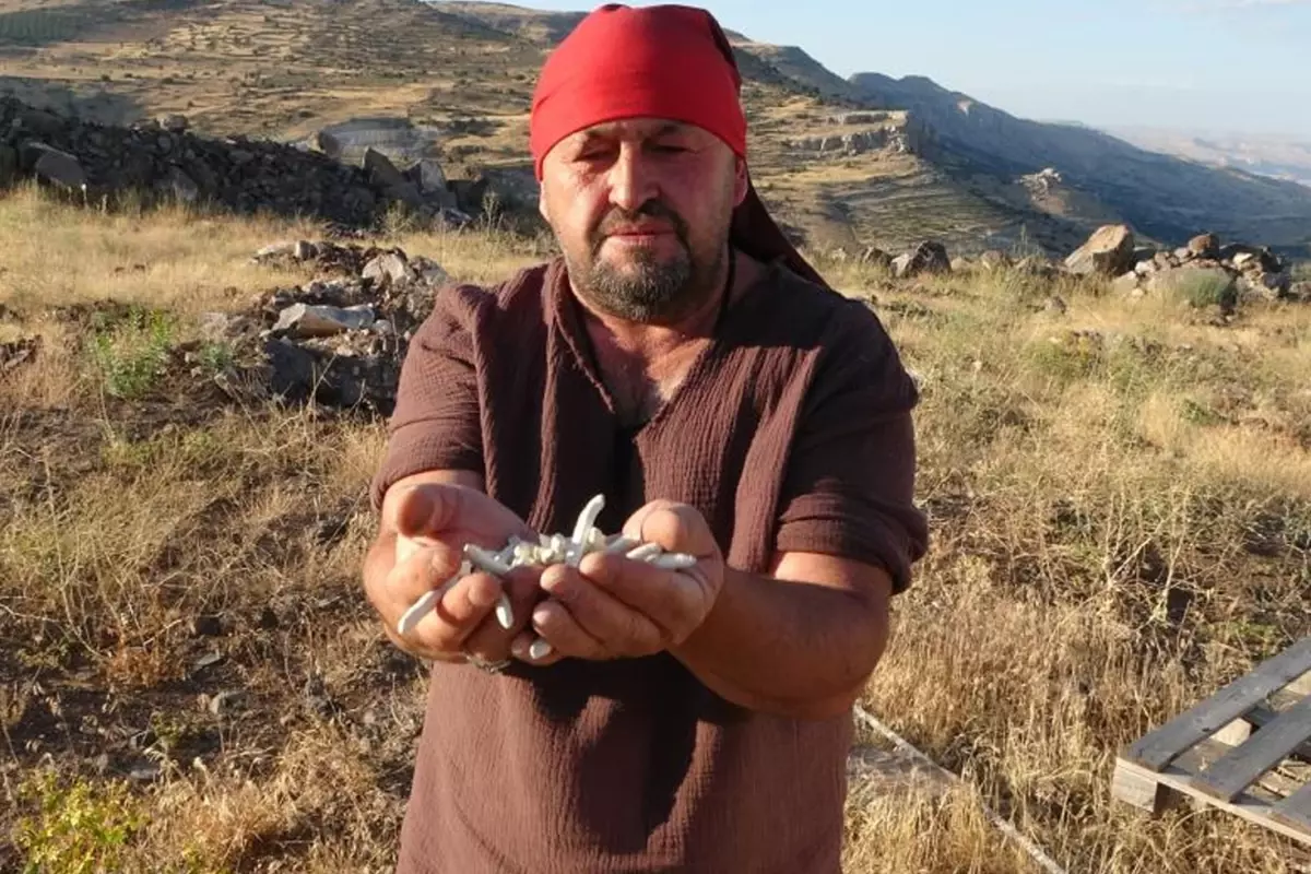 Doğada bedava toplanıyor! Kilosu altında yarışıyor: 10 bin lira