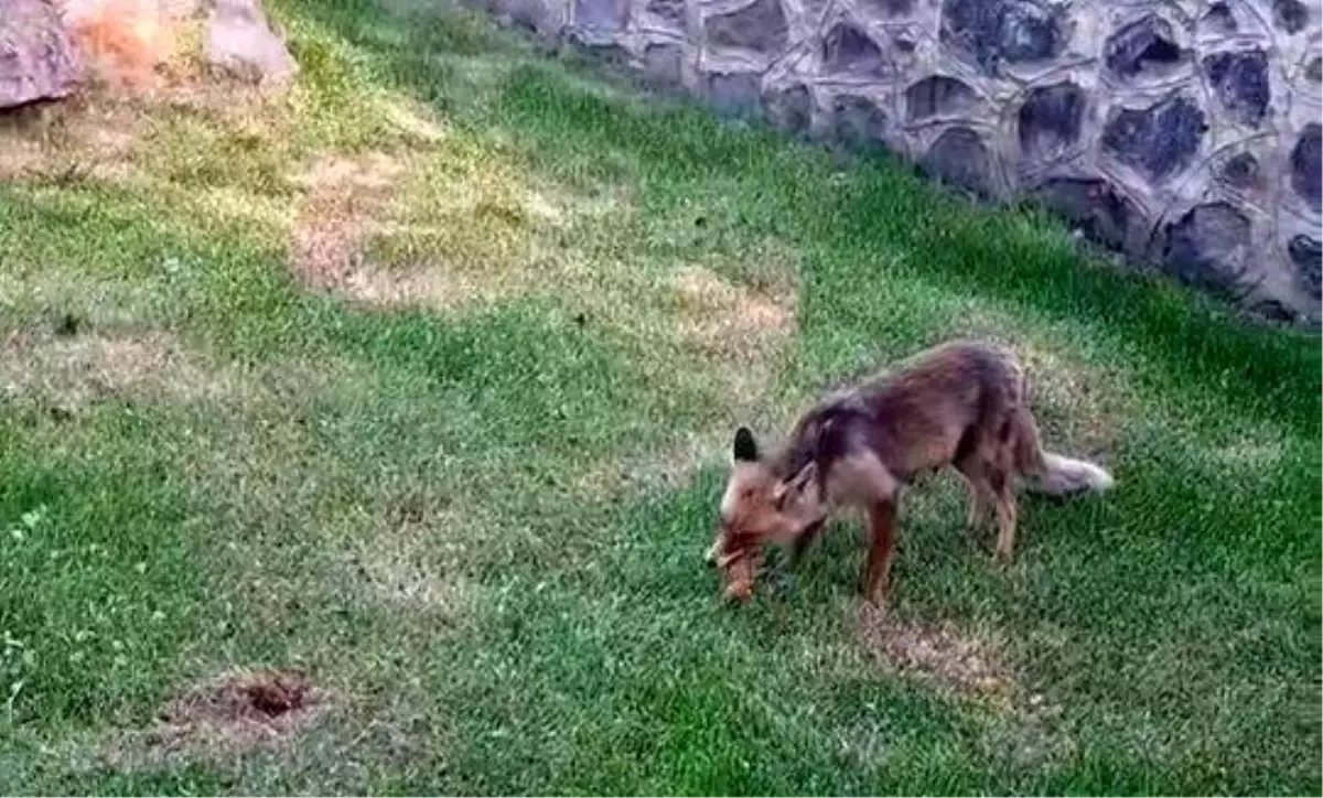 Kadınlar Piknikte Tilkiye Kadayıf Dolması İkram Etti