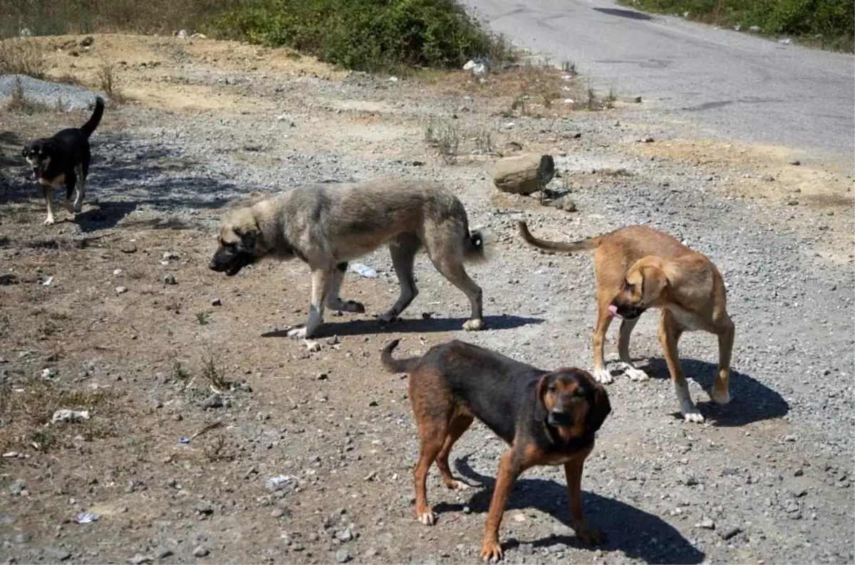 Samsun Kırsalında Başıboş Köpek Tehdidi Artıyor