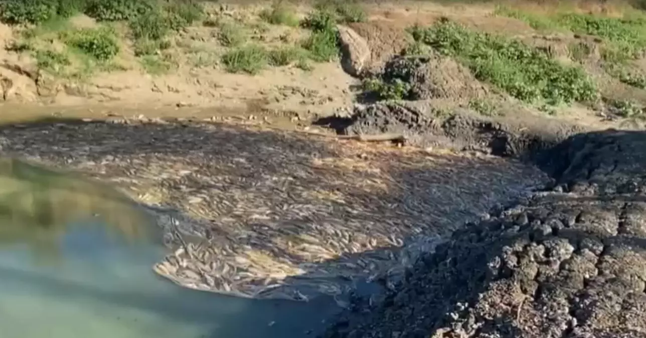 Çanakkale'de Kocabaş Çayı'nda Kuraklık Nedeniyle Balık Ölümleri