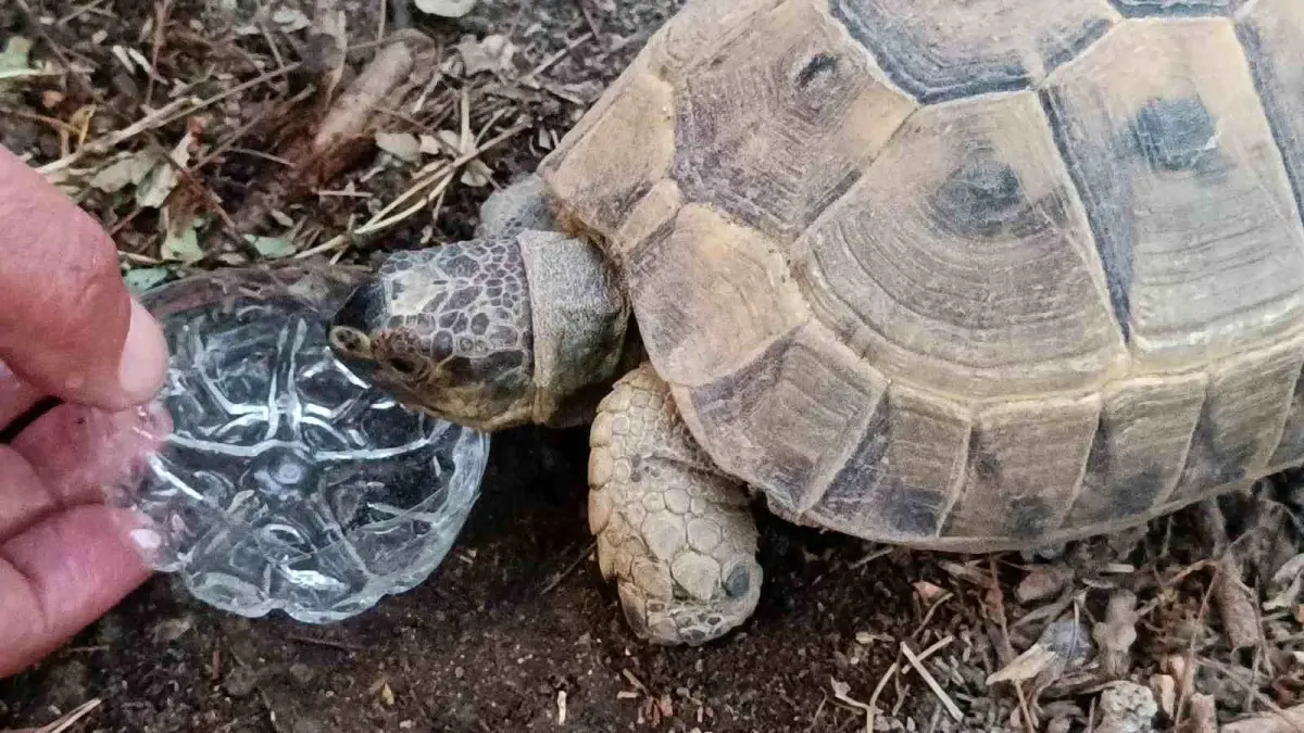 Çaresiz Kaplumbağaya Duyarlı Vatandaşın Yardımı