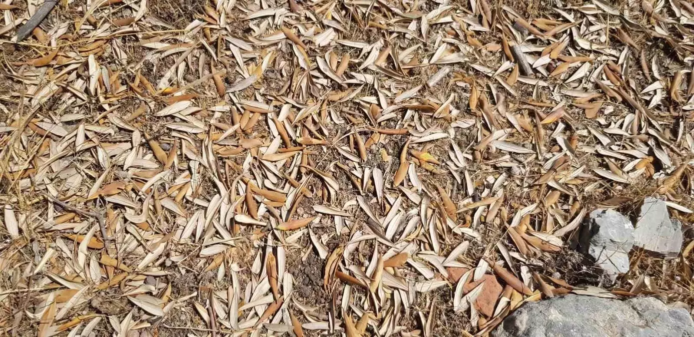 Kuraklık Zeytin Üretimini Tehdit Ediyor
