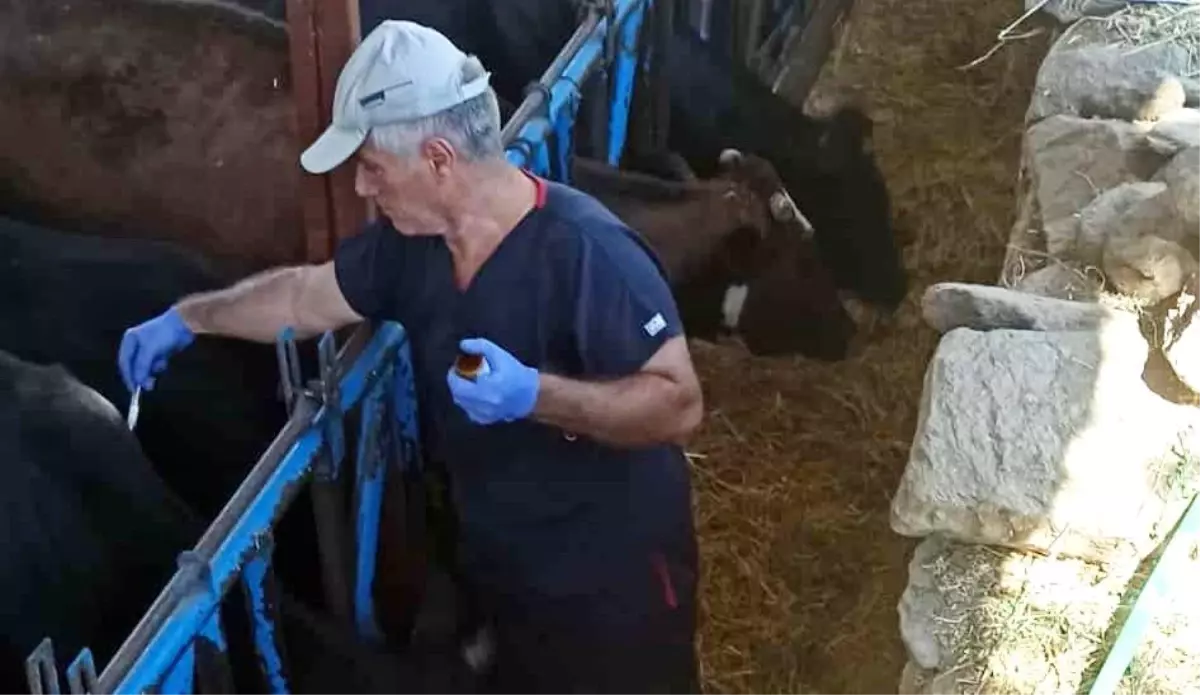 Nazilli'de Şap Hastalığına Karşı Aşılama Çalışmaları Devam Ediyor