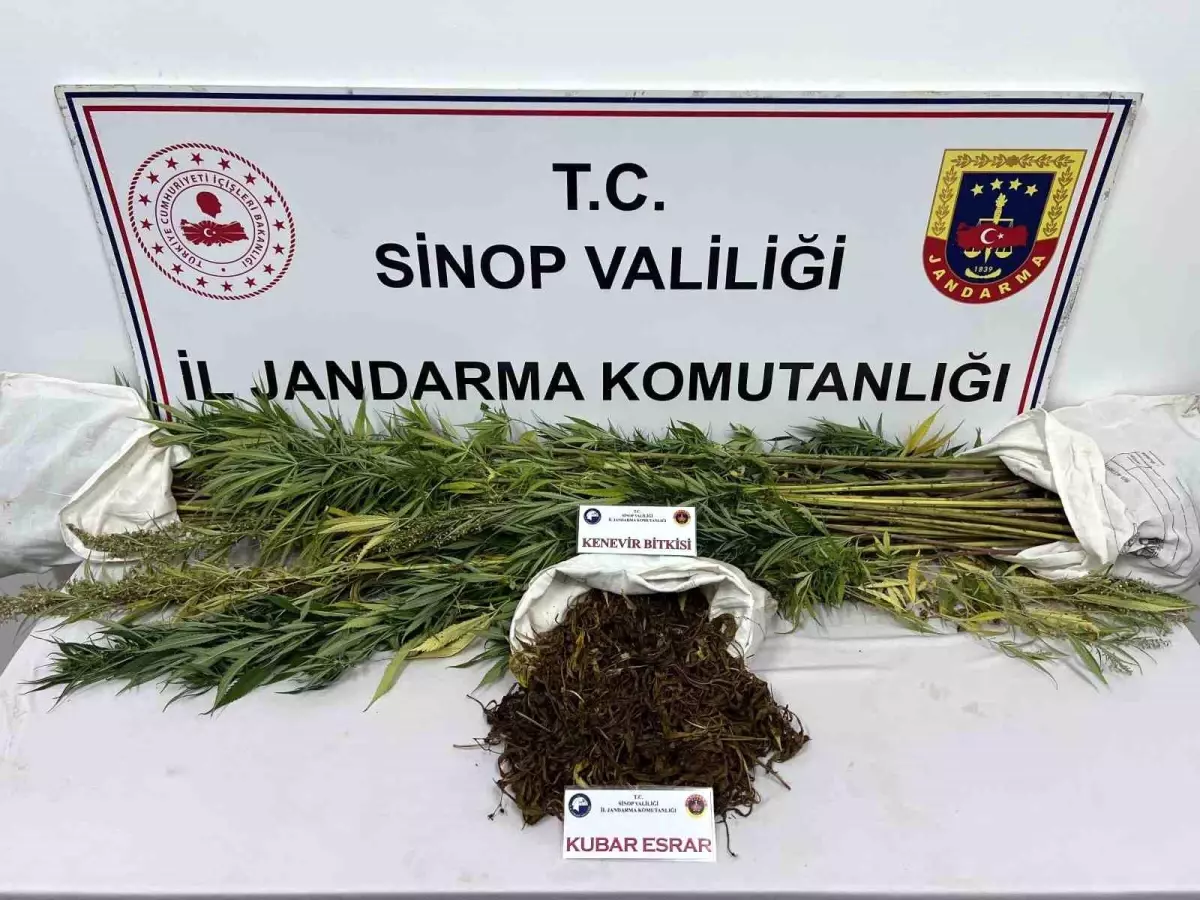 Sinop'ta Uyuşturucu Operasyonu: 425 Gram Esrar ve 56 Kök Kenevir Ele Geçirildi