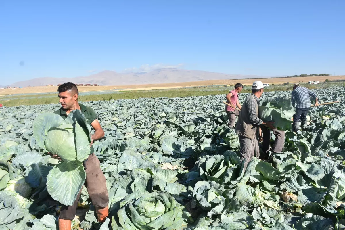 Niğde'de Beyaz Lahana Hasadı Başladı