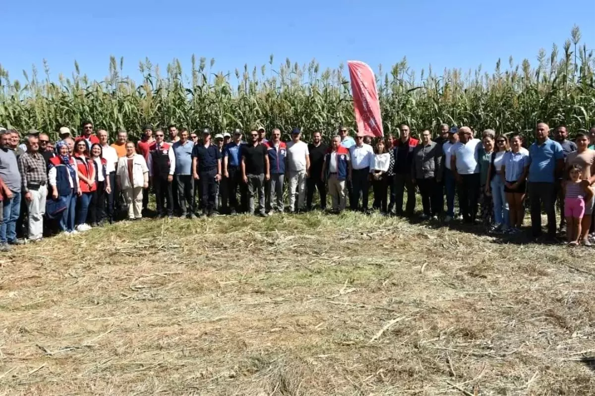 Aydın'da Sorgum Sudan Otu Melezi İlk Hasat Gerçekleştirildi