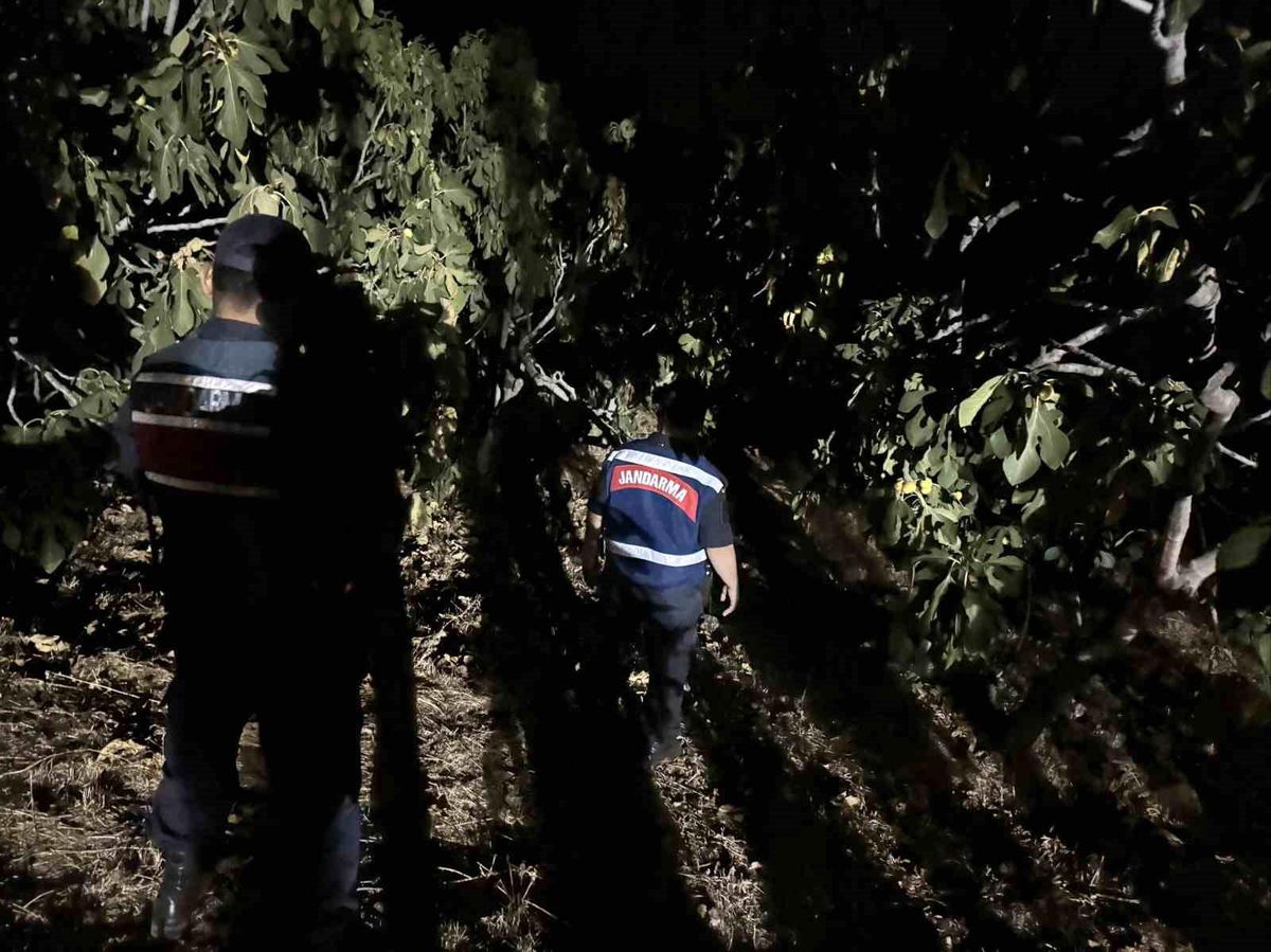 Aydın'da İncir Hırsızlıklarına Karşı Jandarma Önlemleri Artıyor