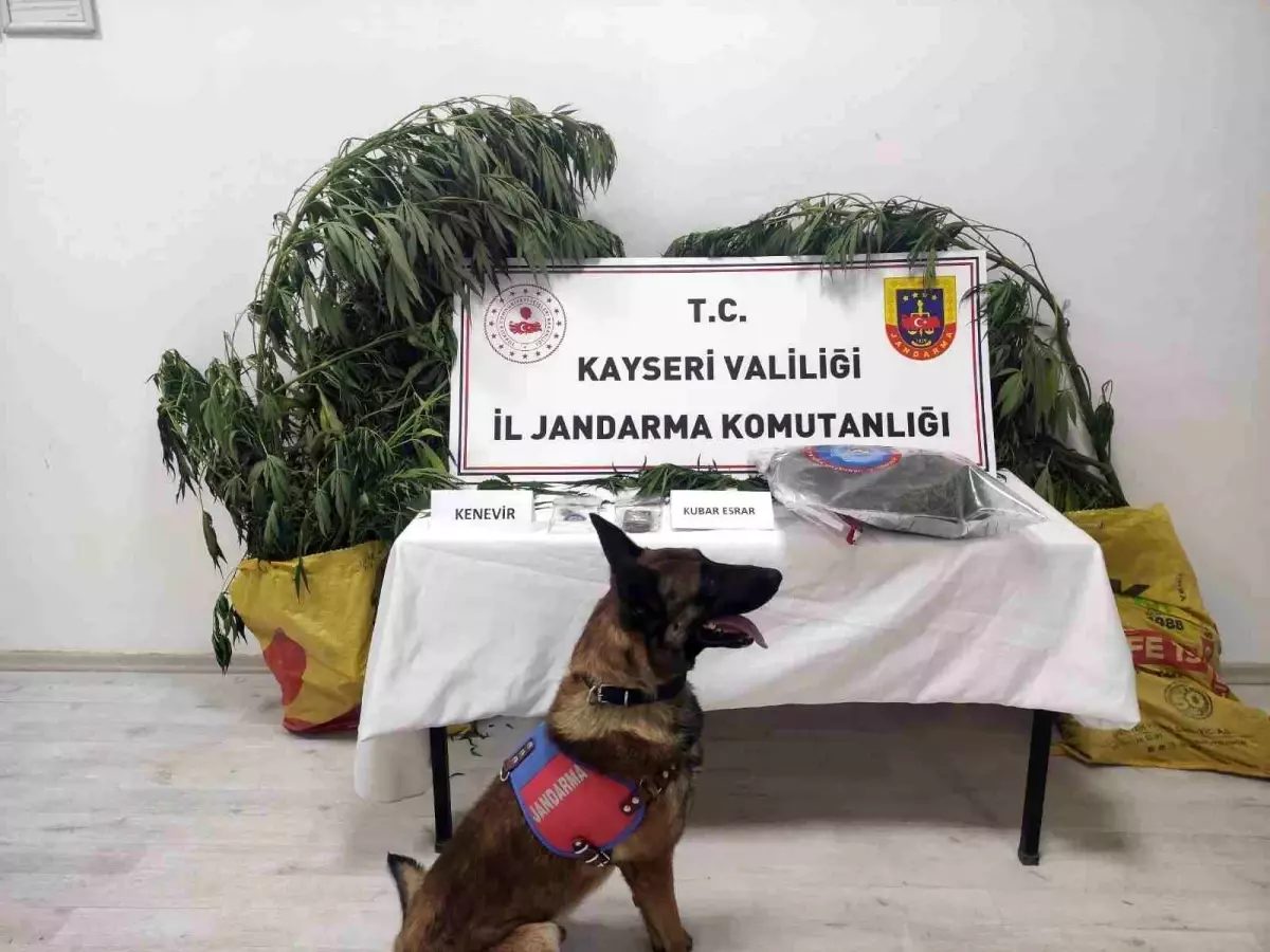 Kayseri'de Uyuşturucu Operasyonu: 7 Kök Kenevir ve 550 Gram Uyuşturucu Ele Geçirildi