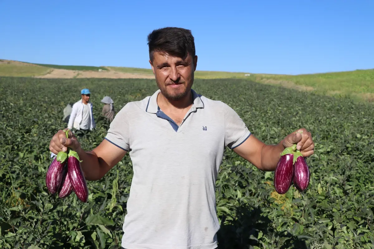 Yamula Patlıcanının Hasadı Başladı