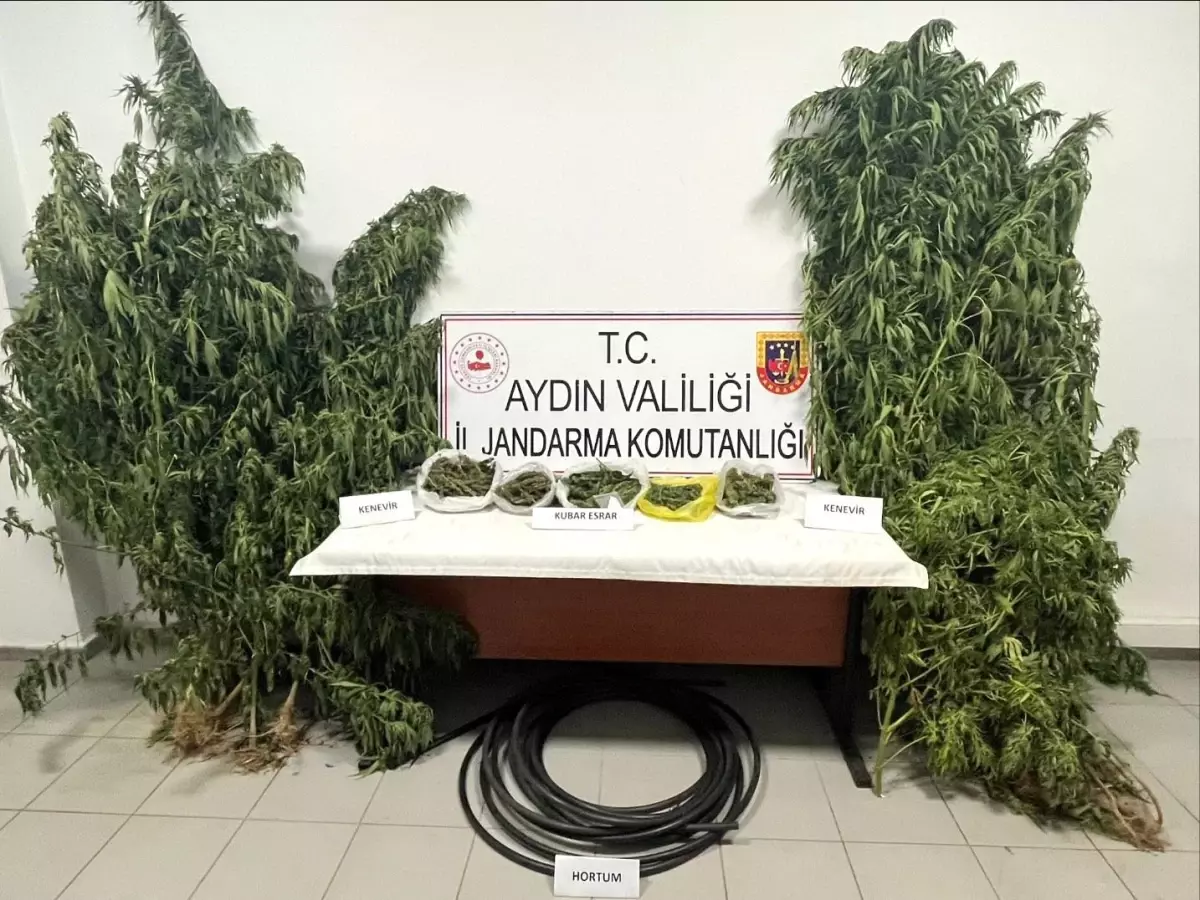 Köşk'te Kestane Bahçesinde Kenevir Yetiştiren Şüpheli Yakalandı