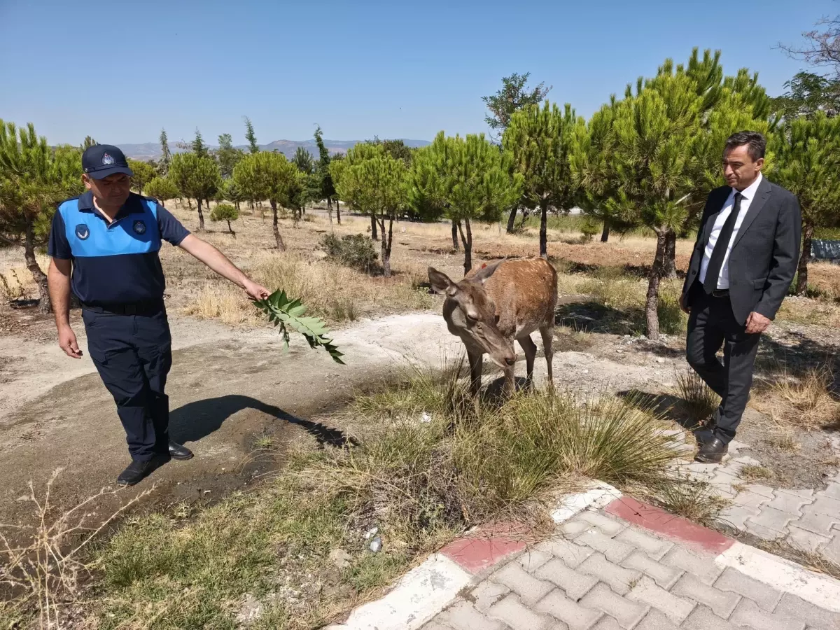 Salda Gölü'nde Kızıl Geyik Piknikçilere Yaklaştı