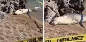 Sahil yüzmeye giden kişi, fok balığıyla karşılaştı! İşte o anlar