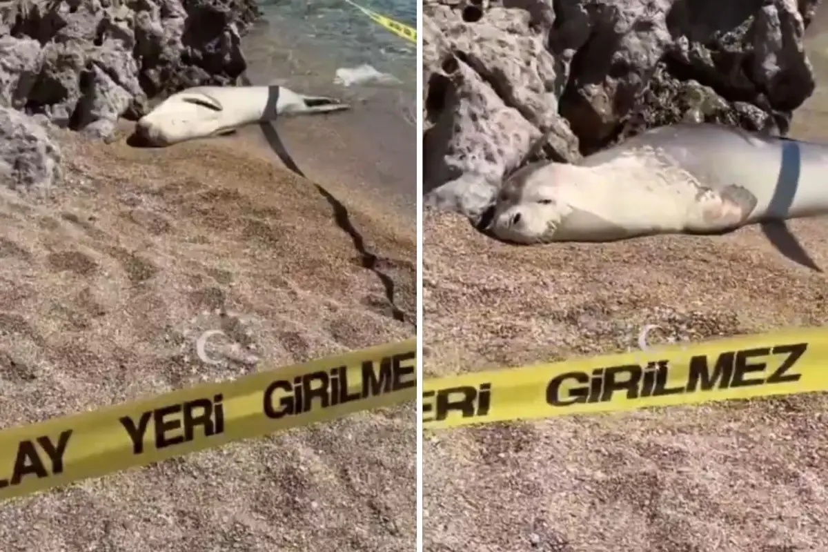 Sahil yüzmeye giden kişi, fok balığıyla karşılaştı! İşte o anlar