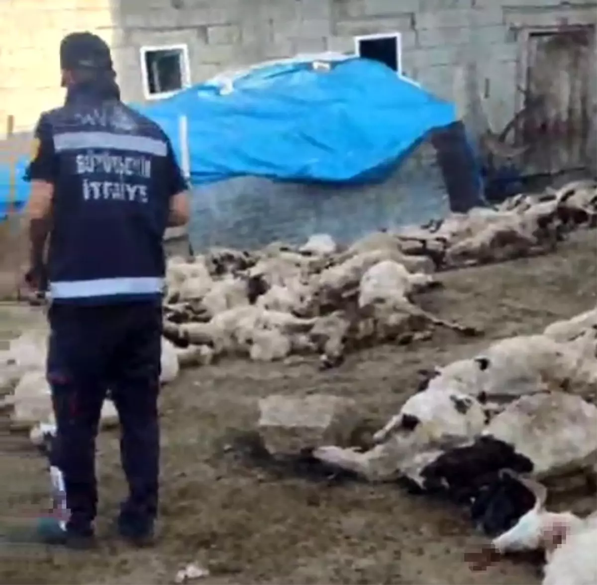 Kurt Saldırısı: Van'da 111 Koyun Telef Oldu