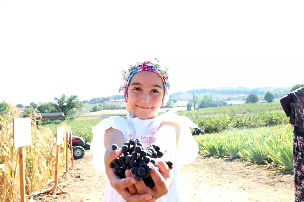 Çanakkale'de Aronya Hasadı Başladı