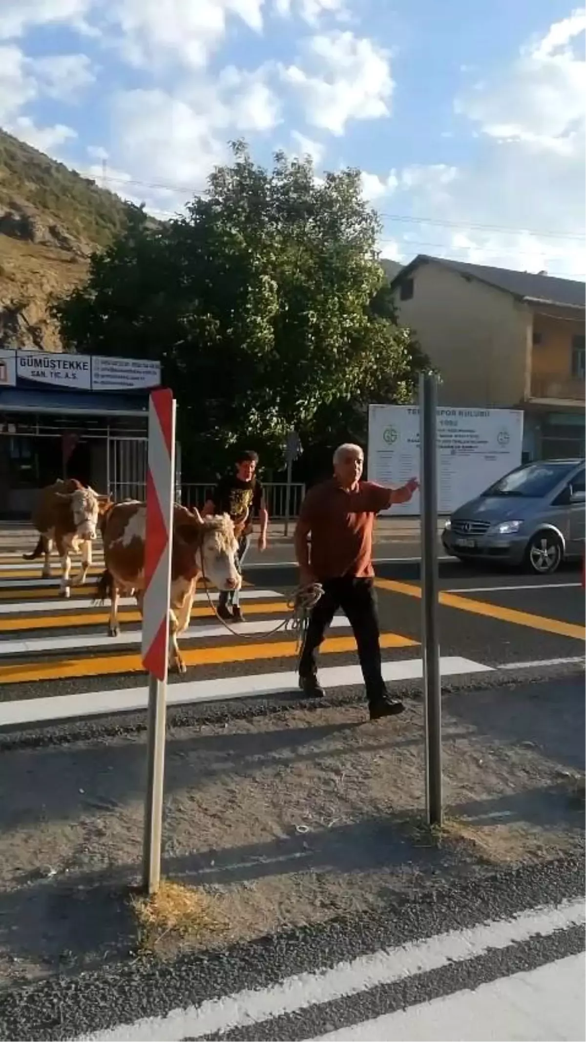 Gümüşhane'de Yaya Geçidinden Büyükbaş Hayvanlarıyla Geçen Vatandaşın İlgit Çeken Anları