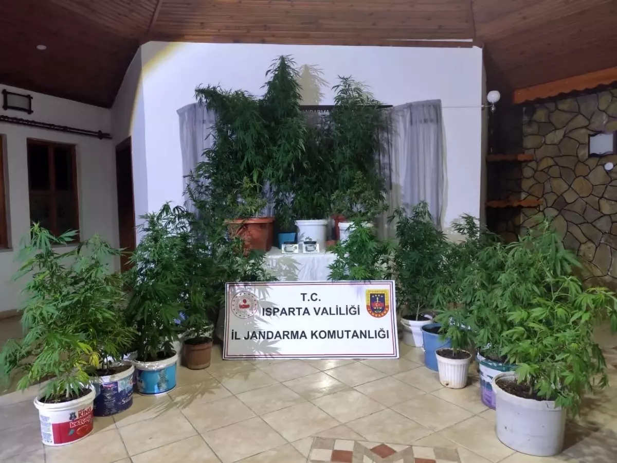 Yalvaç'ta Uyuşturucu Operasyonları: 30 Kök Kenevir Ele Geçirildi