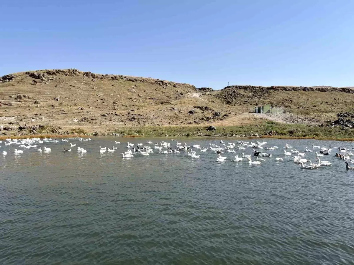 Kars'ta Kaz Yetiştiriciliği Kış Aylarında Artış Gösteriyor