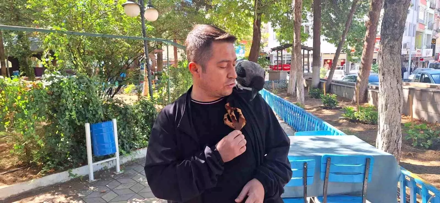 İskilip'in Park Maskotu: Kurtarılan Yavru Karga