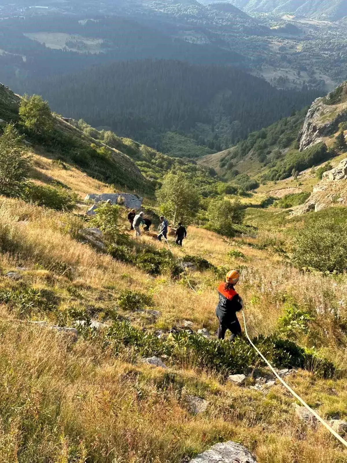Artvin'de Düşen İnek, AFAD Ekipleri Tarafından Kurtarıldı