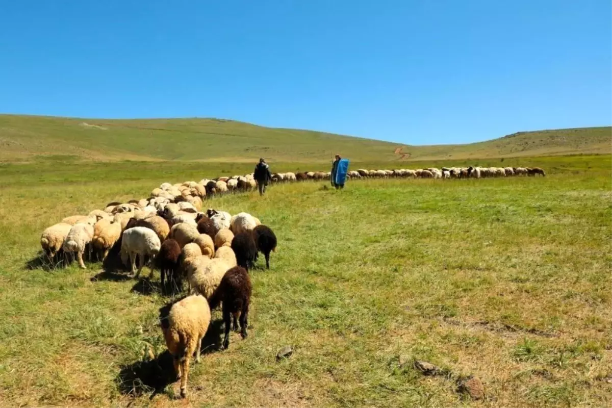 Bayburt'ta Hayvancılığa Destek Başvuruları Başladı