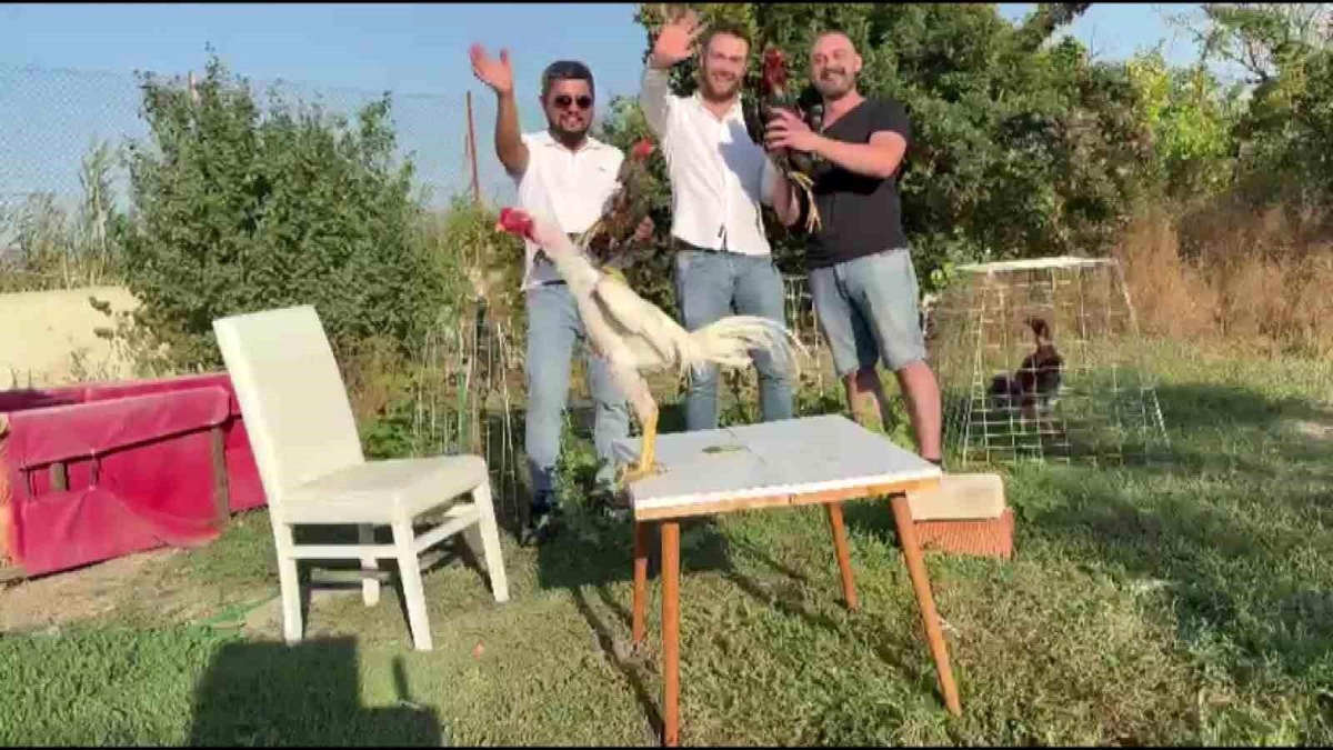 Düğünde Damada 250 Bin TL Değerinde Hint Horozu Hediye Edildi