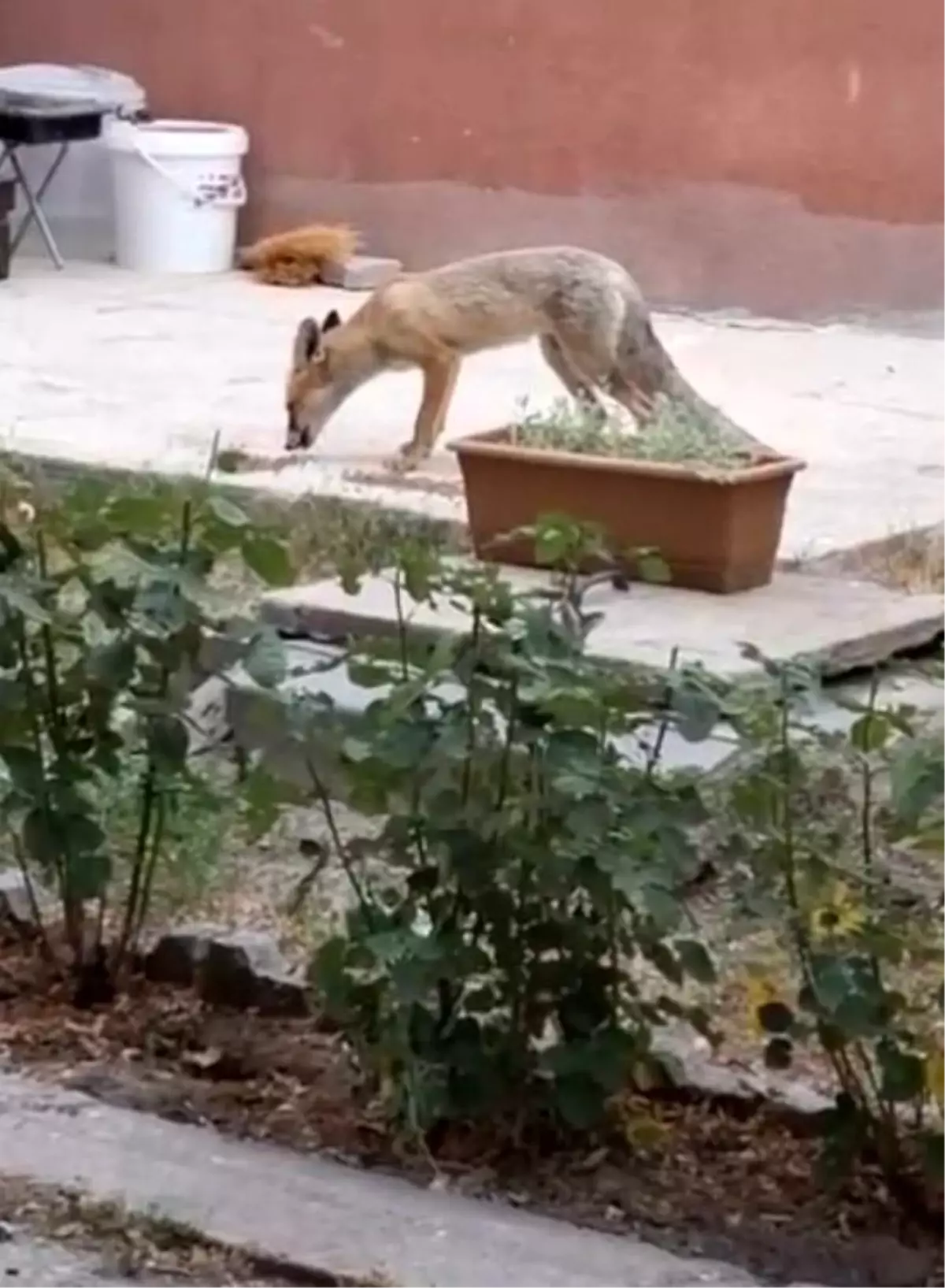 Tilki ve İnsan Arasındaki Dostluk: Kayseri'de Bir Adamın Hikayesi