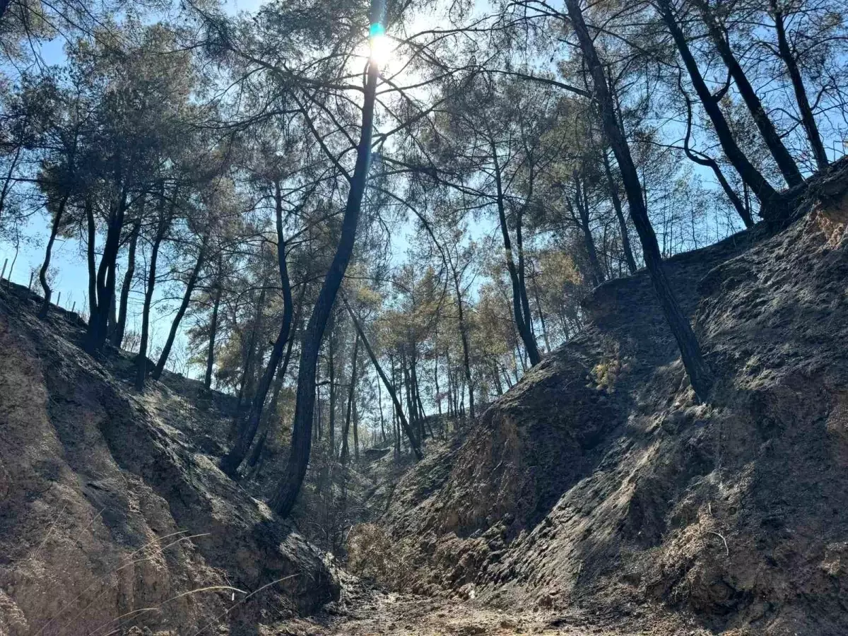 Denizli'deki Orman Yangını Can Aldı