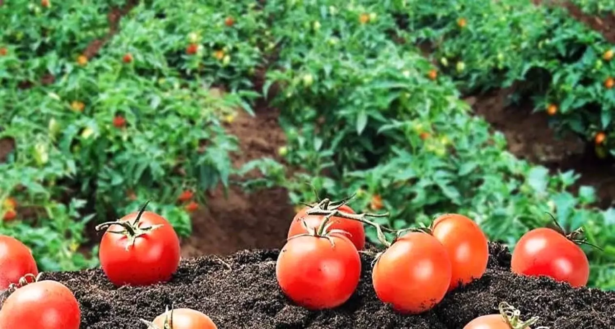 Yankı Yemek'ten Tarımsal Üretime Yönelik Stratejik Yatırım