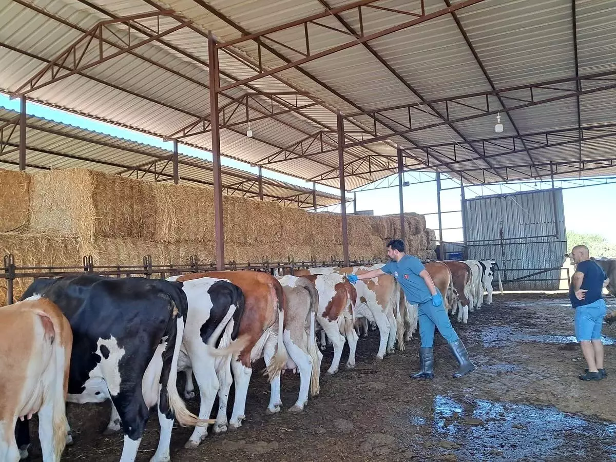 Aydın Köşk'te Büyükbaş Hayvanlara Şap Aşılaması Başlatıldı