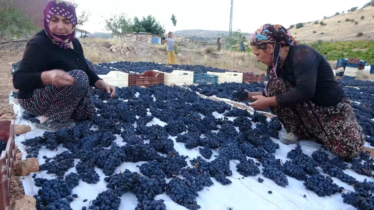 Malatya'nın Kurutmalık Üzüm Üretimi Yüzleri Güldürüyor