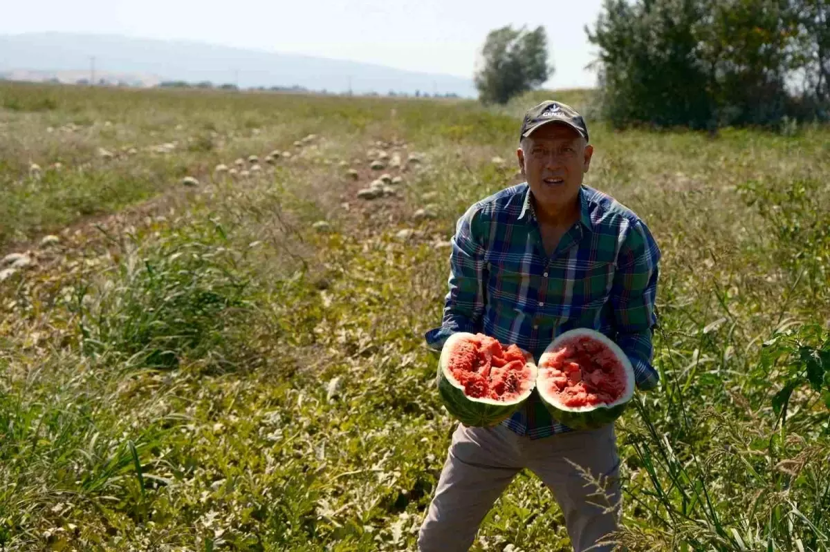 Bursalı Çiftçi Sözleşmeli Karpuz Üretiminde Mağdur Oldu
