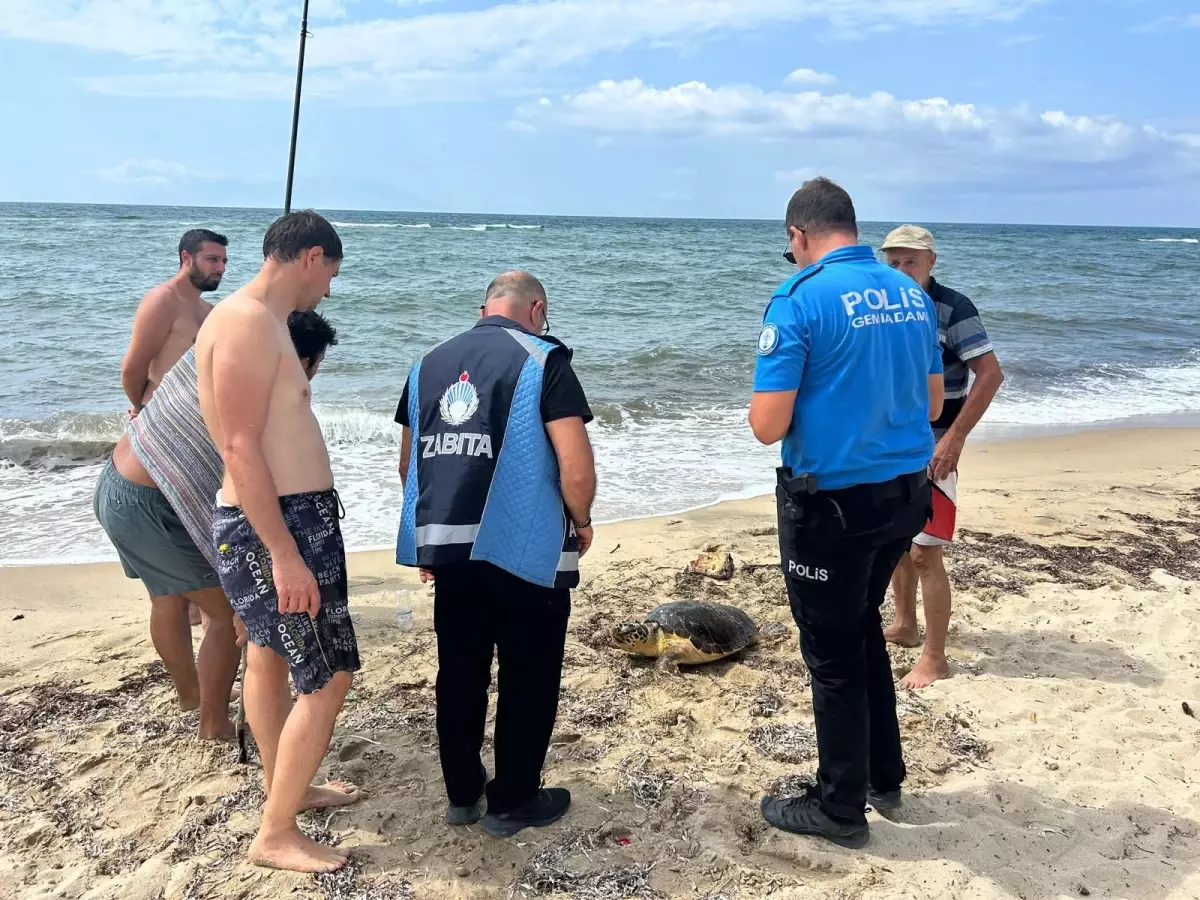 Enez'de Yaralı Caretta Caretta Tedavi Altına Alındı
