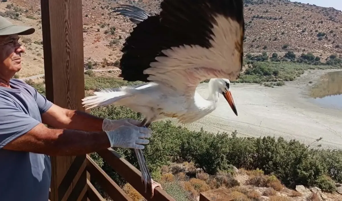Kuşadası'nda Koruma Altındaki Yavru Leylek Doğaya Salındı