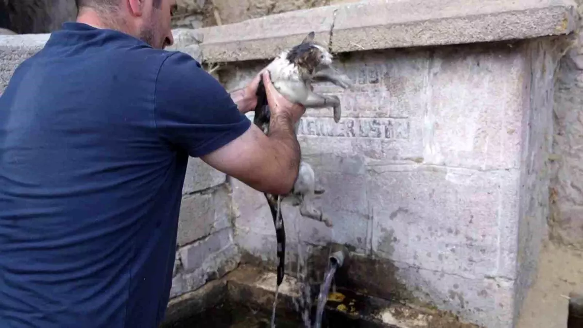 Yangından Kurtarılan Kediye Şefkat Eli
