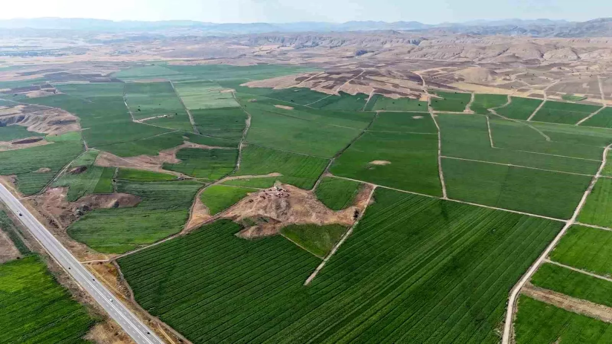 Sivas'ta Patates Hasadı İçin Gün Sayılıyor