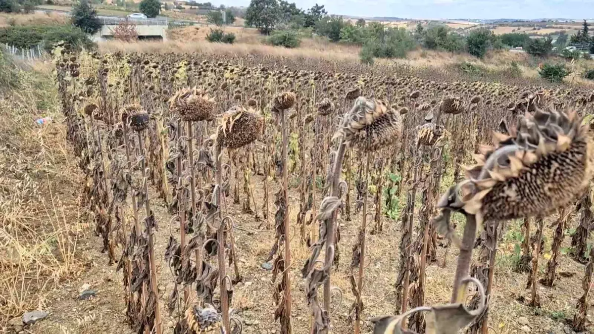 Kuraklık ve Artan Girdi Maliyetleri, Ayçiçeği Üretimini Tehdit Ediyor