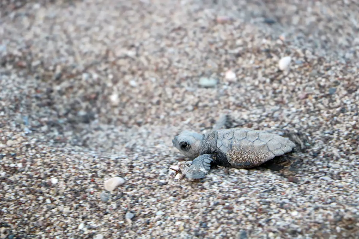 Çıralı Sahilinde Caretta Caretta Yavruları Denizle Buluşuyor