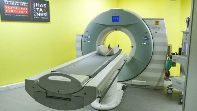 Meyveyi fazla kaçıran 'Okan' isimli ayının MR'ı çekildi Meyveyi fazla kaçıran 'Okan' isimli ayının MR'ı çekildi