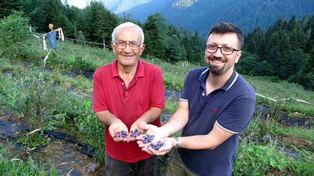 Emekli Öğretmen Yaban Mersini Yetiştirerek Bölgeye Örnek Oluyor