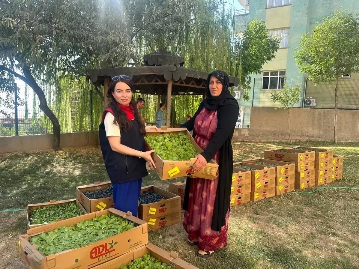 Şırnak'ta Üreticilere Fide ve Tohum Desteği