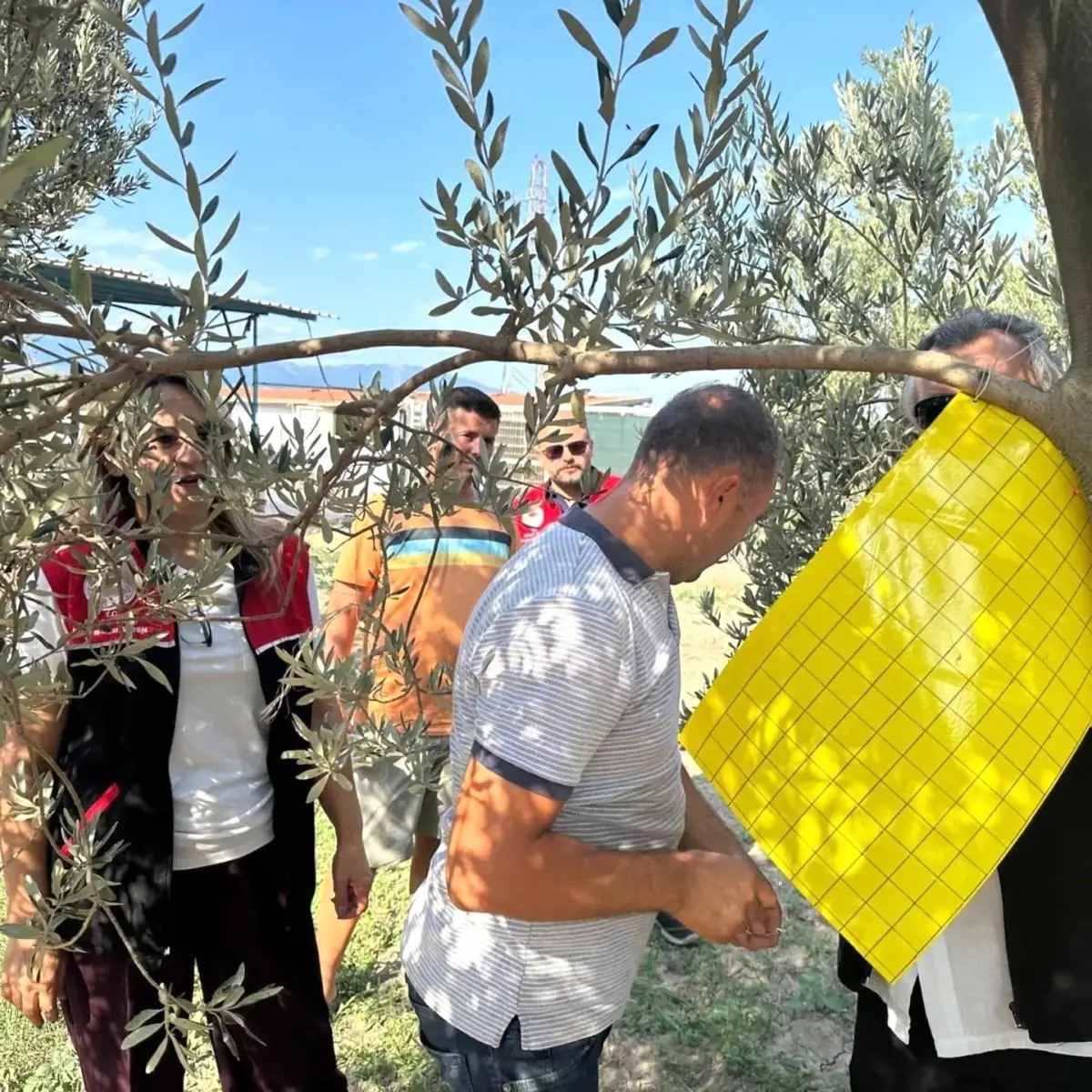 Balıkesir'de Zeytin Üreticilerine Feromon Tuzak Desteği