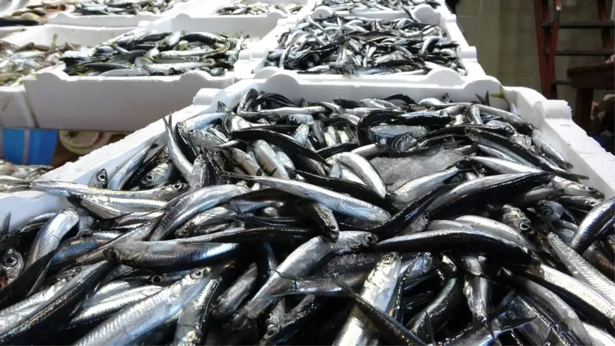 Hamsi Avında Kota 400 Bin Ton Olarak Belirlendi
